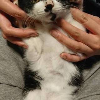 生後4.5ヶ月 白黒猫 ♂