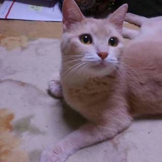 4歳　クリーム茶トラ❤女の子❤