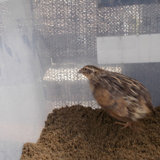 メスうずら卵産みだしました お迎えありがとう