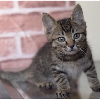 子猫 メス キジトラ 交渉中