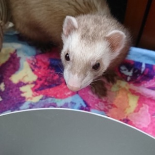 急募！フェレットちゃん３匹の里親さん募集