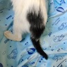 ❤︎オチョ❤︎ シッポと頭だけ黒いね❤︎