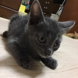 グレー子猫ちゃん