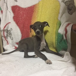 イタグレ男の子2ヶ月