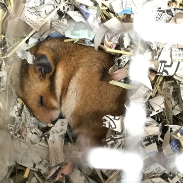 ちーぽの写真
