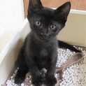 2か月のとても人懐こい子猫　黒猫のロク君♂　