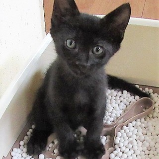 2か月のとても人懐こい子猫　黒猫のロク君♂　