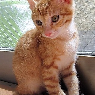 2か月のとても人懐こい子猫　茶トラのカト君♂　