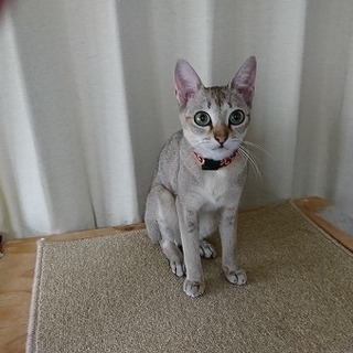 急募　シンガプーラ　♀　避妊済