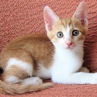 2か月のとても人懐こい子猫　茶白のチャーシュー君♂