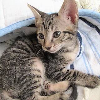 2か月人懐こい子猫　キジトラのトラちゃん♀　