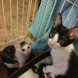 保護猫 約3か月