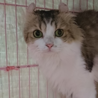 アメリカンカール★ホープ★男の子・４歳・中長毛