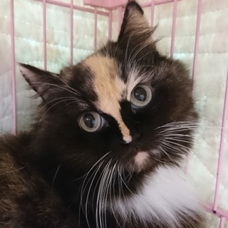 ラガマフィン☆サザエ☆女の子６歳