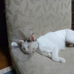 「みゅうちゃん帰ってきました」サムネイル1