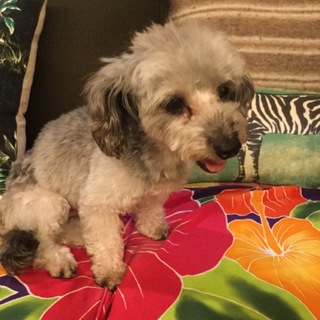 ☆至急、里親を募集しています☆