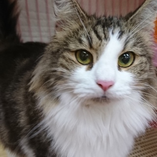 ノルウェージャンF☆ゆきりん☆女の子5歳