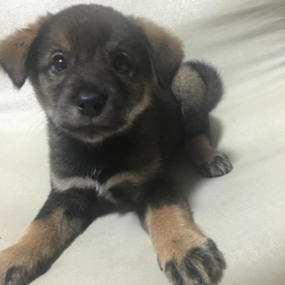 保健所からレスキューした子犬⑥