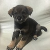 保健所からレスキューした子犬⑥ サムネイル3