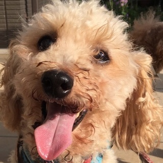 コロッケ君　まるでぬいぐるみ！吠えずトイレバッチリ