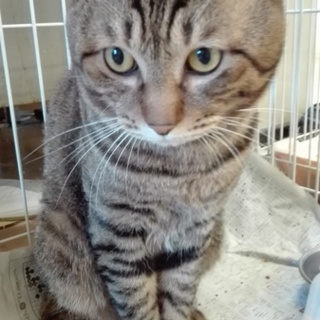 飼い主に持ち込まれた大人しいレオンくん