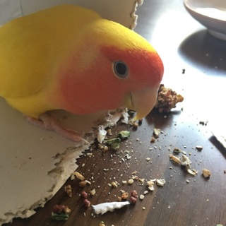 お問い合わせありがとうございました。