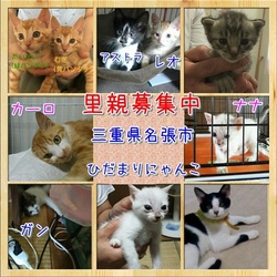 猫の譲渡会 三重県名張市