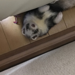 交渉中の為一時ストップさせて頂いてます。