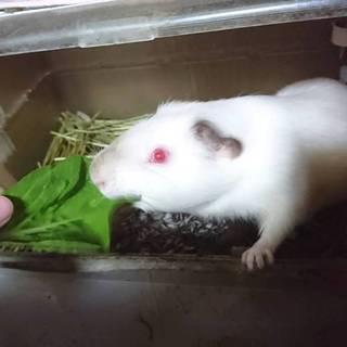 モルモットの里親募集！！(決まりました！)