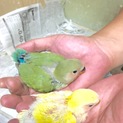 コザクラインコのヒナ2羽 里親決定