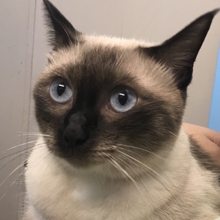 緊急！処分対象の姉妹を飼っていただけませんか?