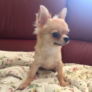 優しいエル君！愛知県のT様の家族になりました