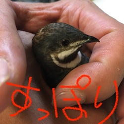 ここ、オレのぢんち！