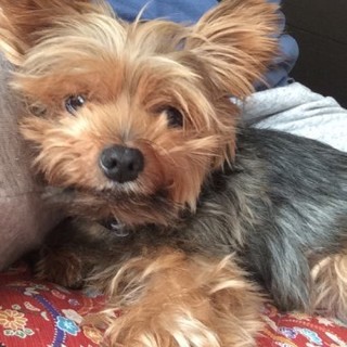 ヨークシャテリアのチビくん