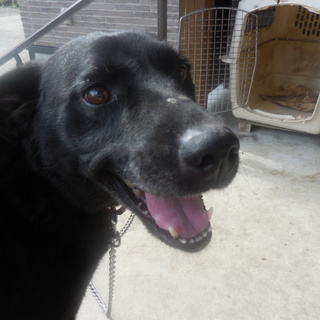 ラブラドール・レトリーバー　黒　メス