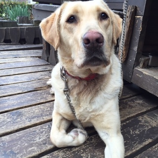 里親募集中です。