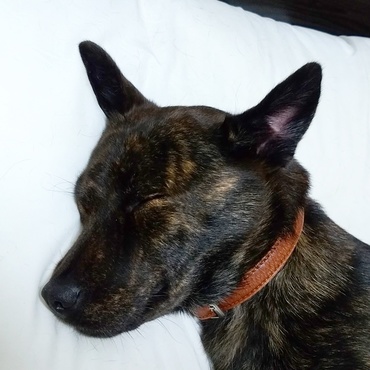 里子にやって来たエマちゃん！グッスリ。