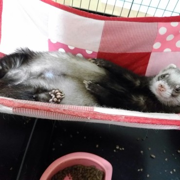 里子にやってきたライト。やんちゃ。