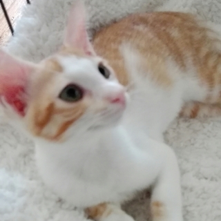 よく慣れています　かしこい美猫　花音ちゃん