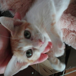 近寄ると お腹を見せてコッテーン！ぷりん