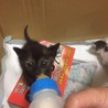 仲良し兄妹の子猫　とってもかしこい猫ちゃんたちです サムネイル2