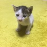 仲良し兄妹の子猫　とってもかしこい猫ちゃんたちです サムネイル3