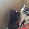 仲良し兄妹の子猫　とってもかしこい猫ちゃんたちです サムネイル4
