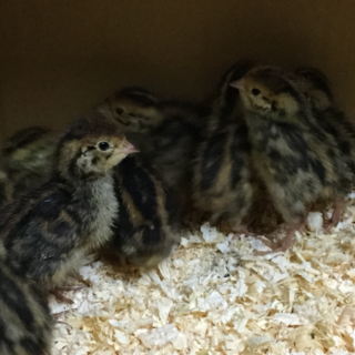 並うずら雛お譲りします。