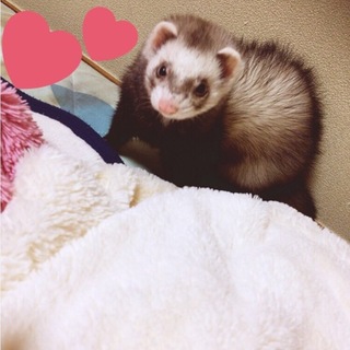 緊急！フェレット2匹里親募集。