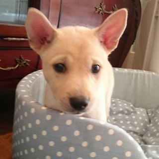 募集一時停止☆甘えん坊男の子☆クリームくん！