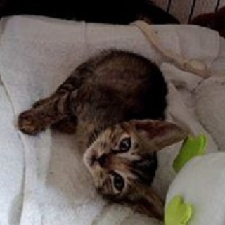 ちび♡真夏の道路で放置されていた６兄妹と母猫