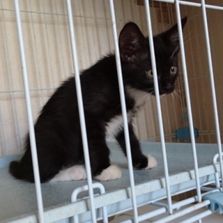 可愛がってもらえる方よろしくおねがいします。