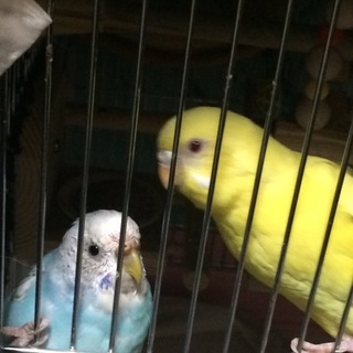 セキセイインコ ルチノー せせりちゃん.