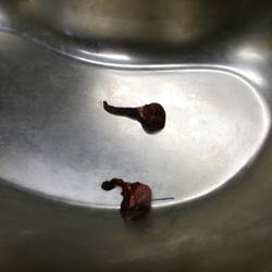 去勢手術（術後のタマ写真あり、閲覧注意）